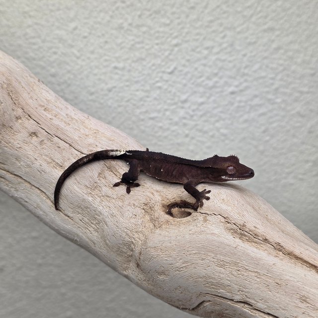100% Het Axanthic Charcoal