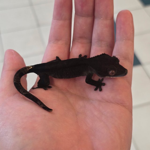 Charcoal Phantom Cappuccino