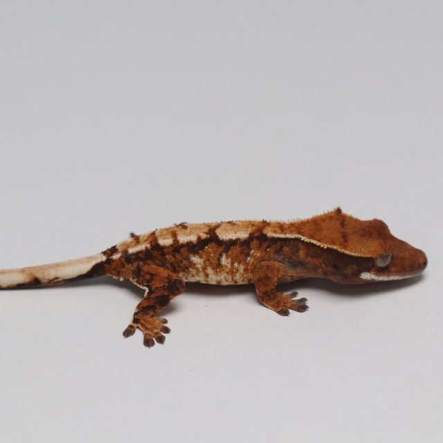트라이