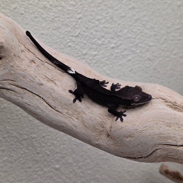 Charcoal Phantom Axanthic