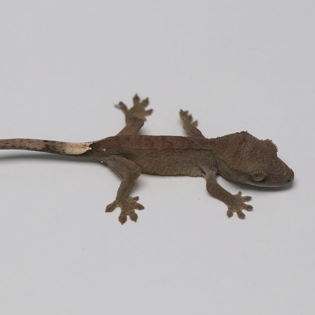 챠콜 다크