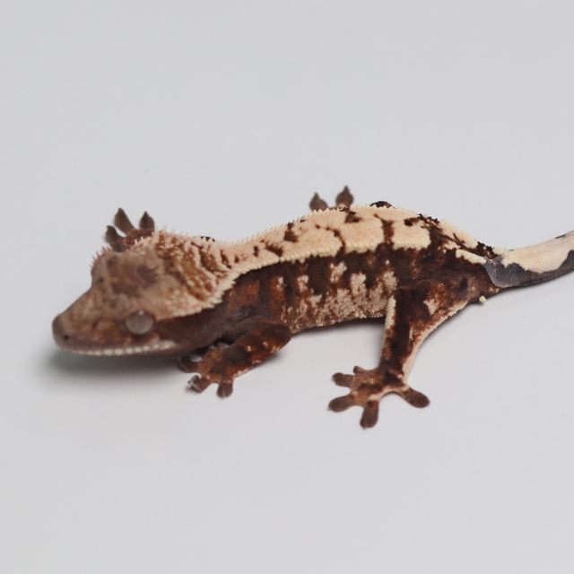 세이블