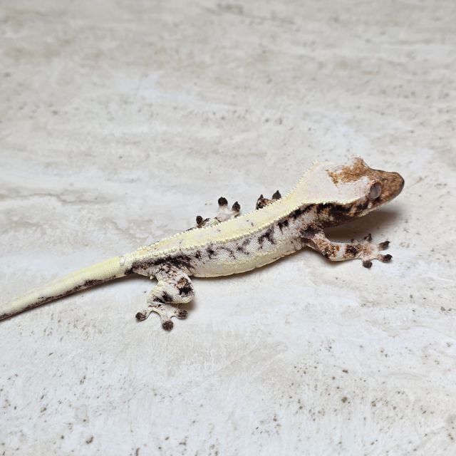 릴리 세이블