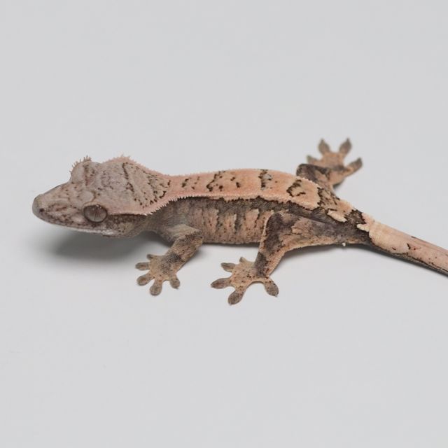 세이블