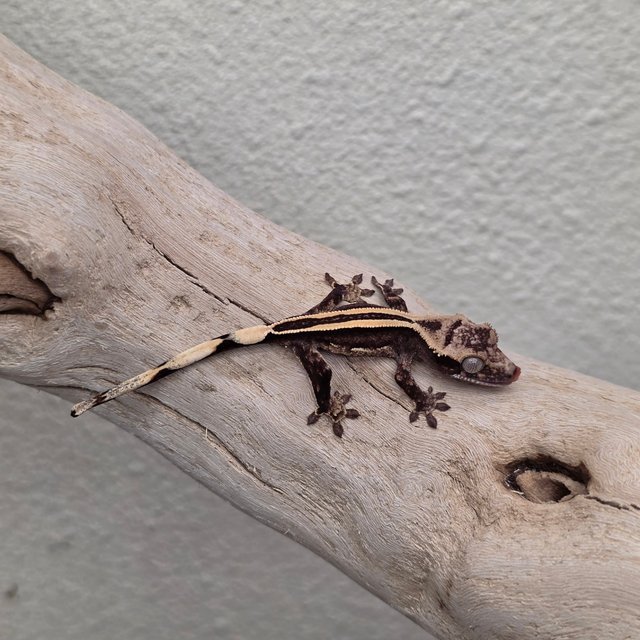 Super Stripe