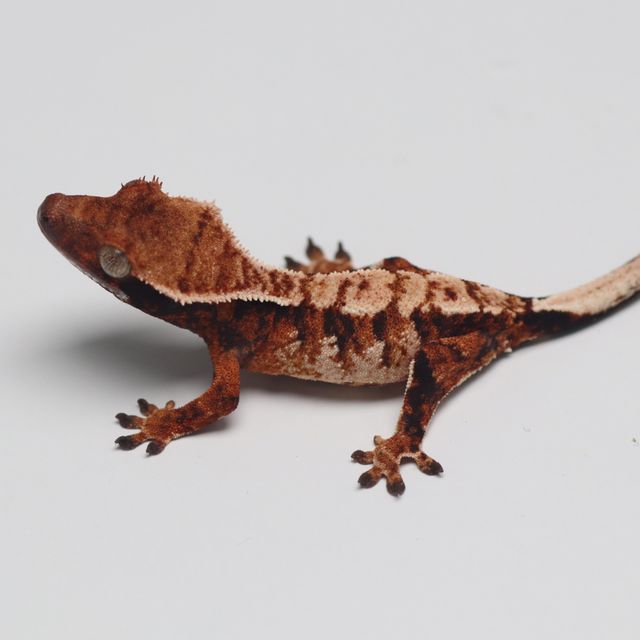 트라이