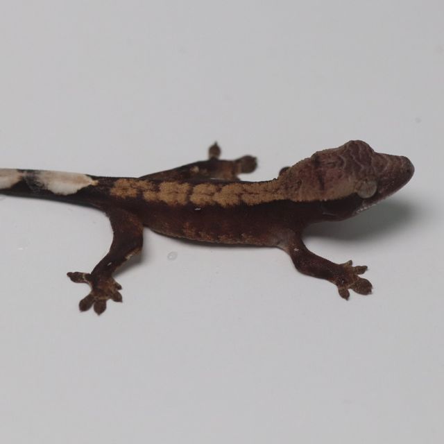 챠콜 다크