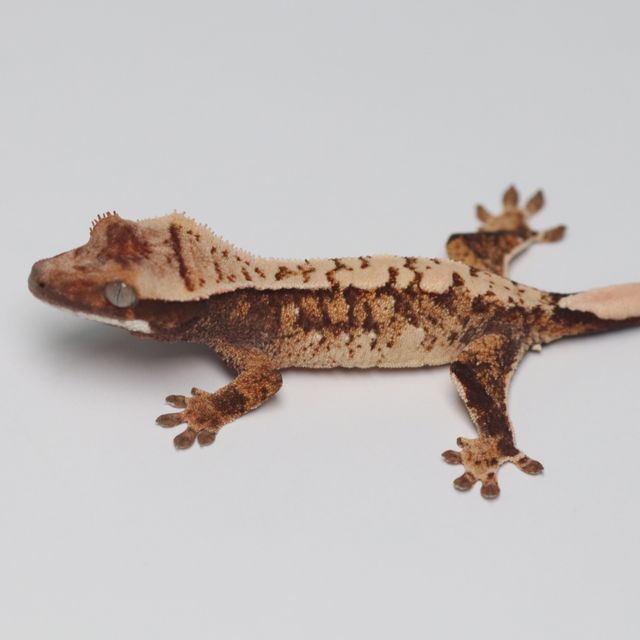 트라이