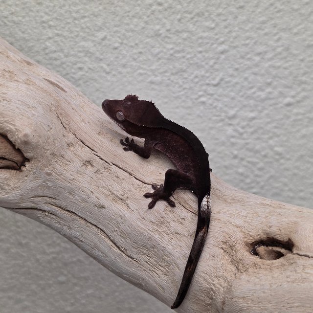 Charcoal Phantom Cappuccino