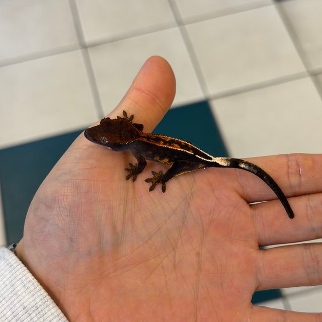 100%헷아잔틱 엠티백