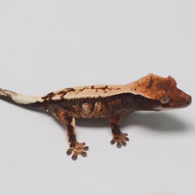 세이블