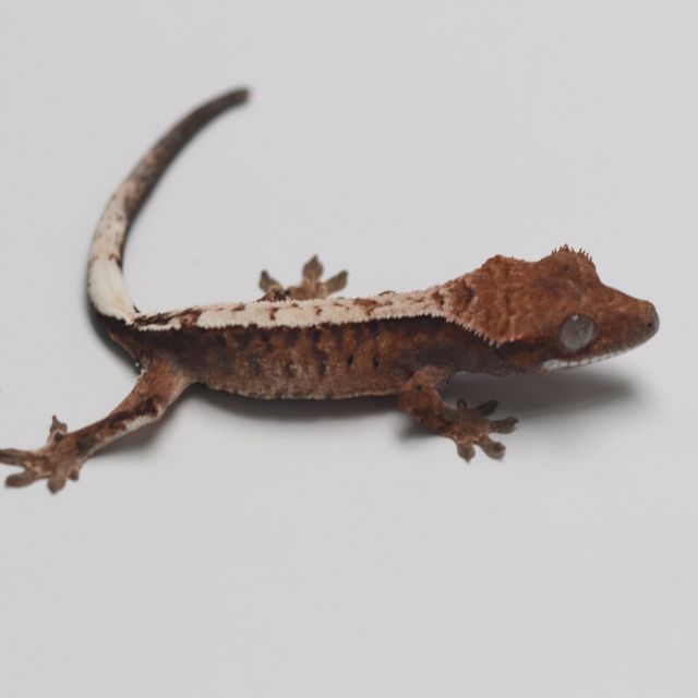 세이블