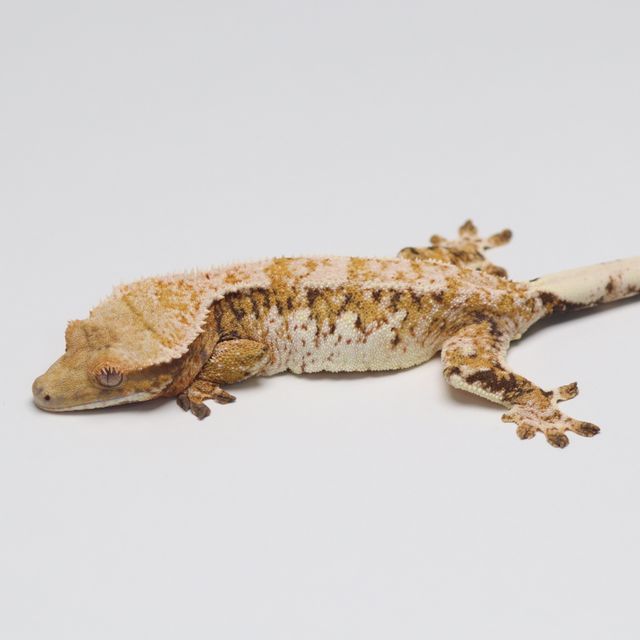 트라이