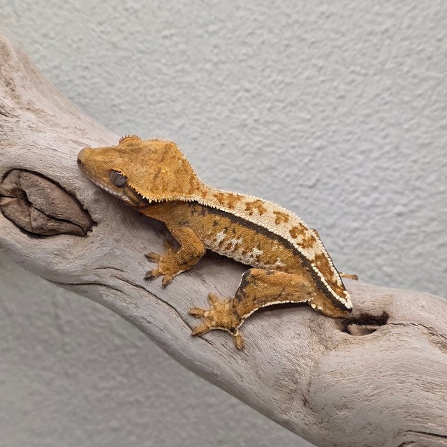 Tri