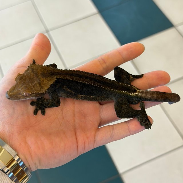 Charcoal Super Stripe Phantom