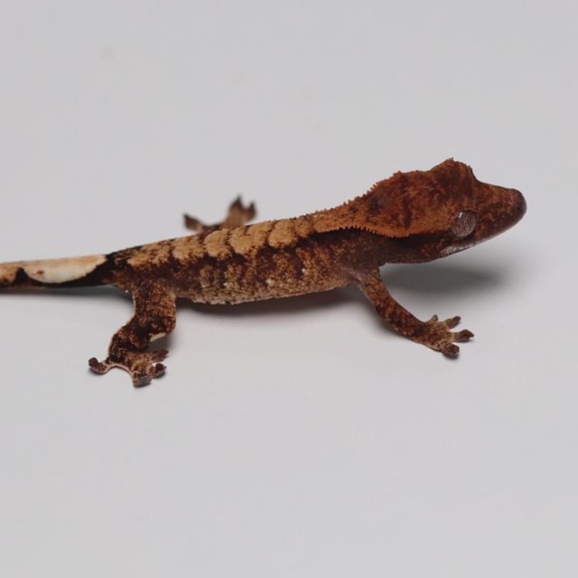 트라이