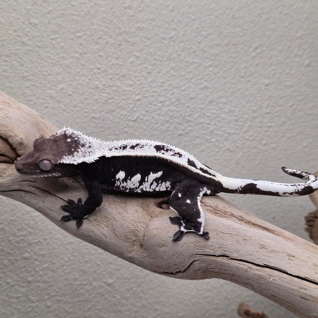 Axanthic