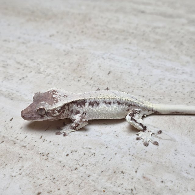 100% Het Axanthic LW Sable