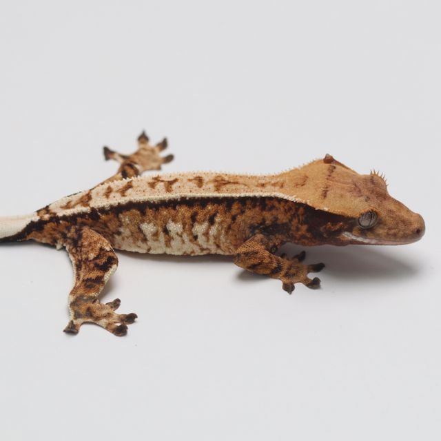 트라이