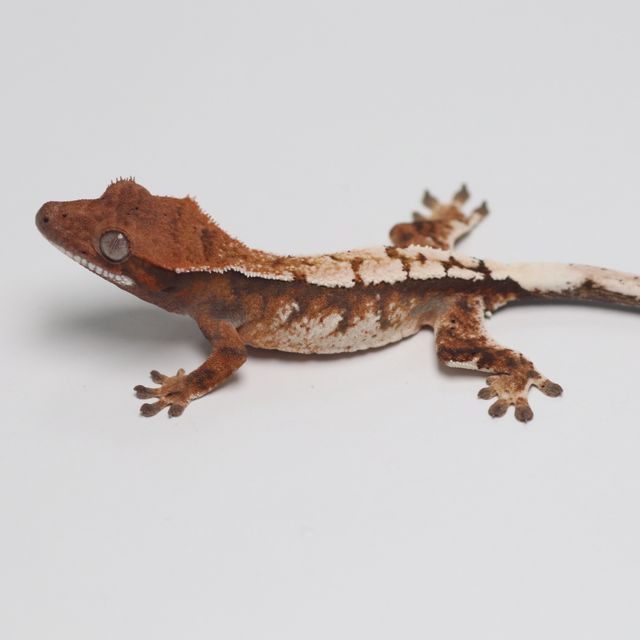 세이블