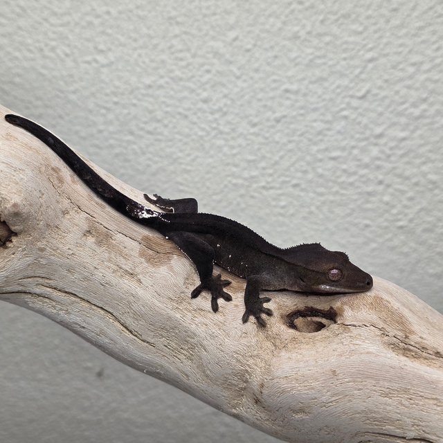 Charcoal Phantom Cappuccino