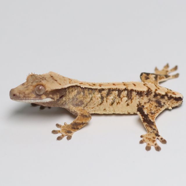 트라이