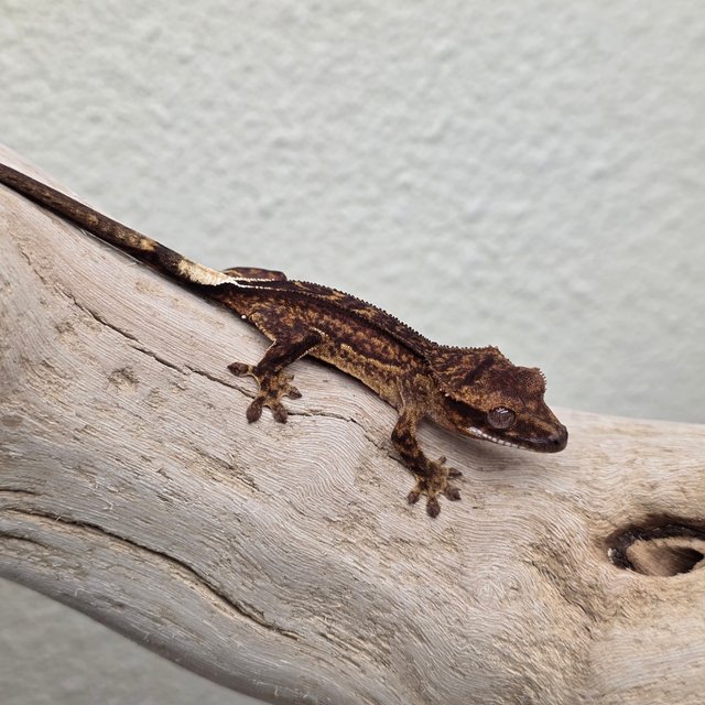 100% Het Axanthic Charcoal