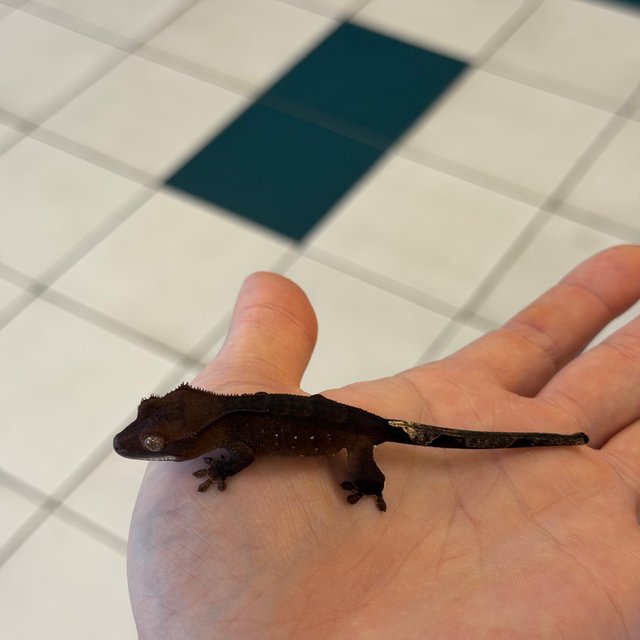 챠콜 팬텀 카푸치노