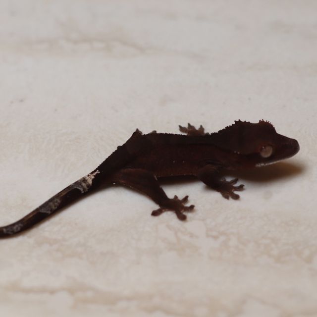 100% Het Axanthic Charcoal Phantom Cappuccino