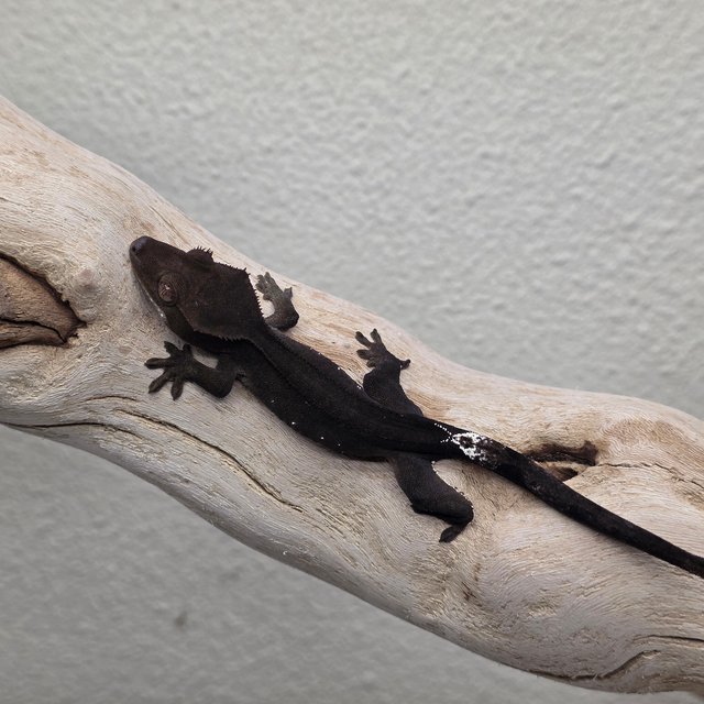 Charcoal Phantom Cappuccino