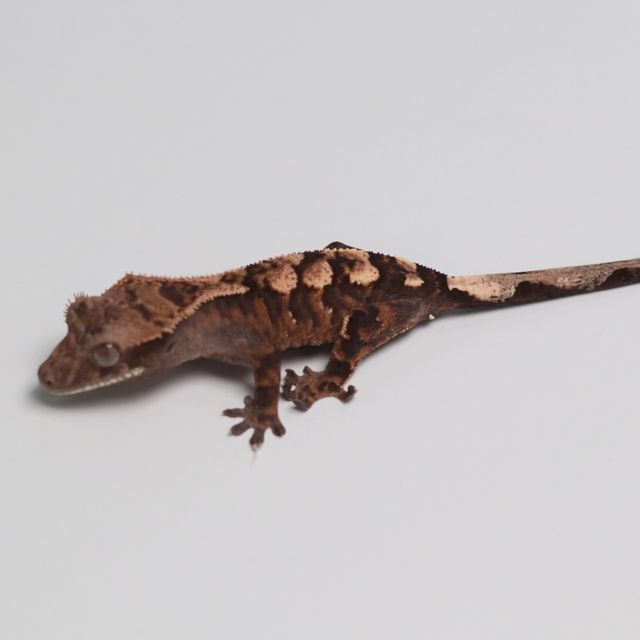 세이블