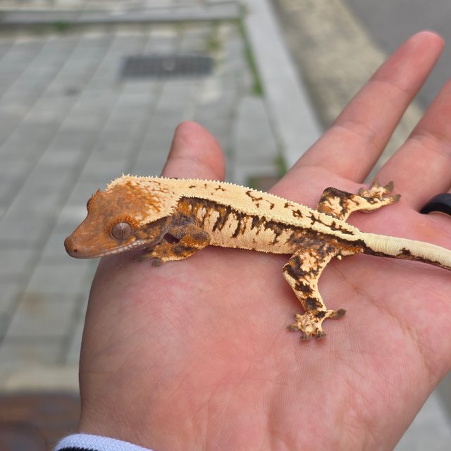 세이블