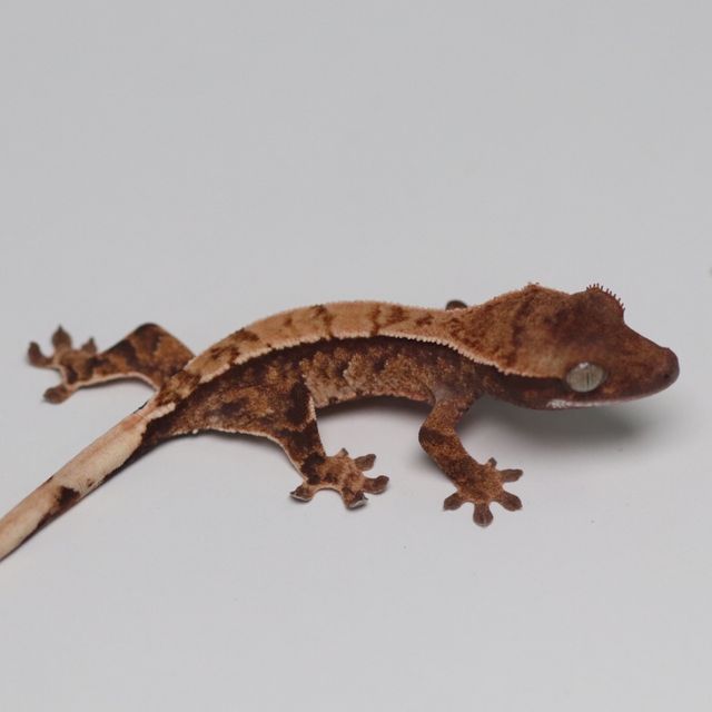트라이