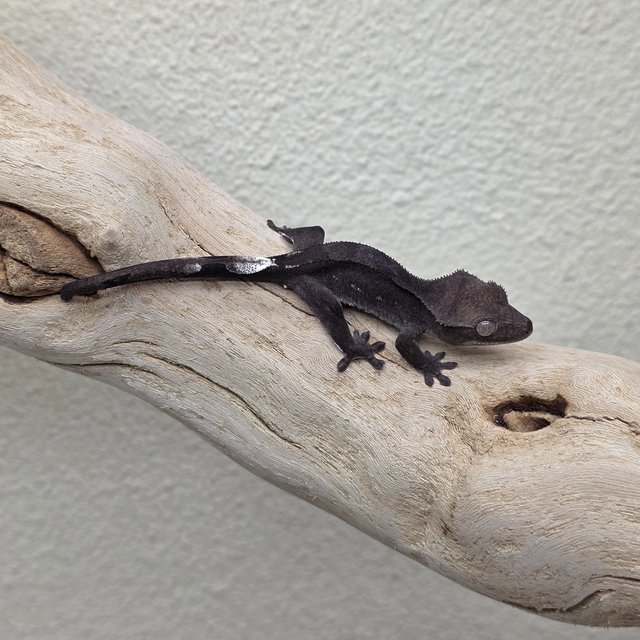 Charcoal Phantom Cappuccino Axanthic