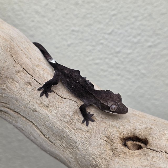 Charcoal Axanthic