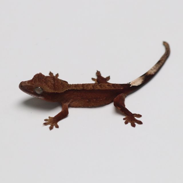 챠콜 다크 블랙