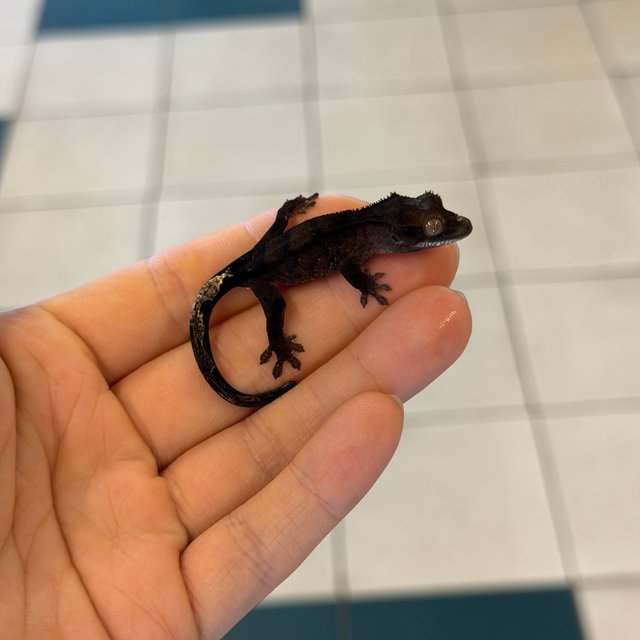 챠콜 팬텀 카푸치노