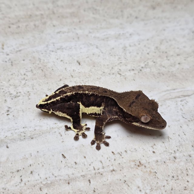 챠콜 팬텀 릴리화이트