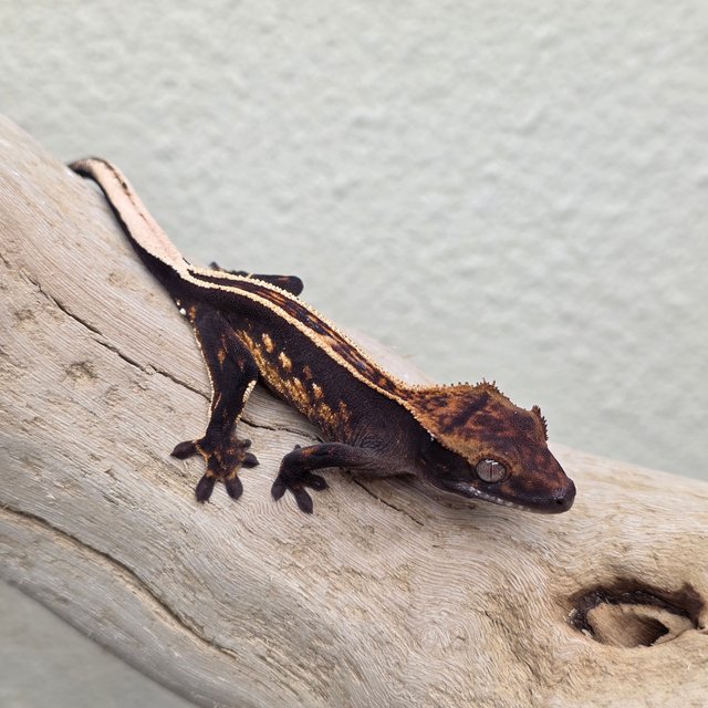 100% Het Axanthic Empty Back