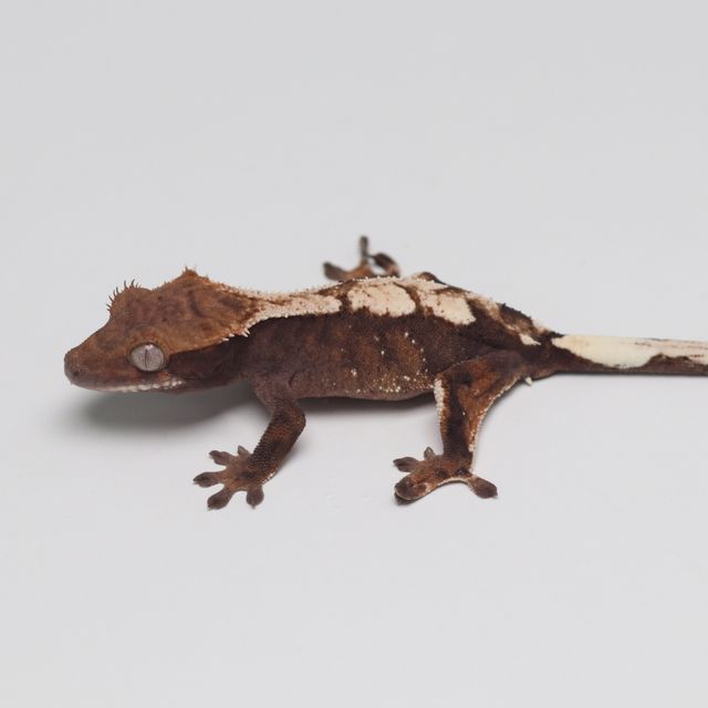 세이블