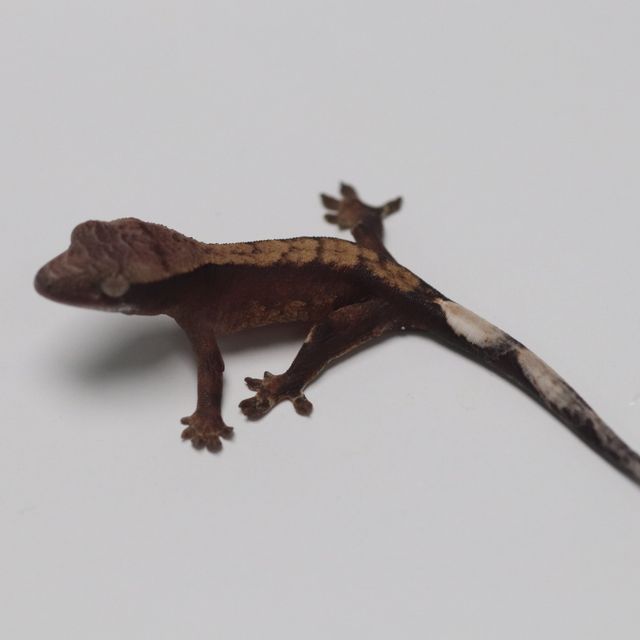 챠콜 다크