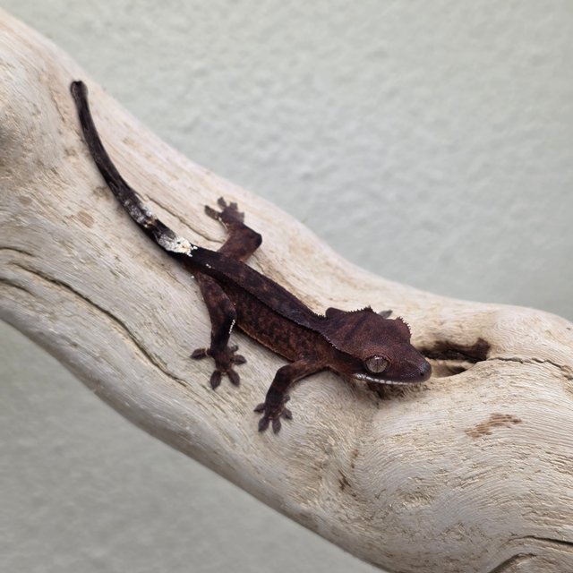 100% Het Axanthic Super Stripe Charcoal