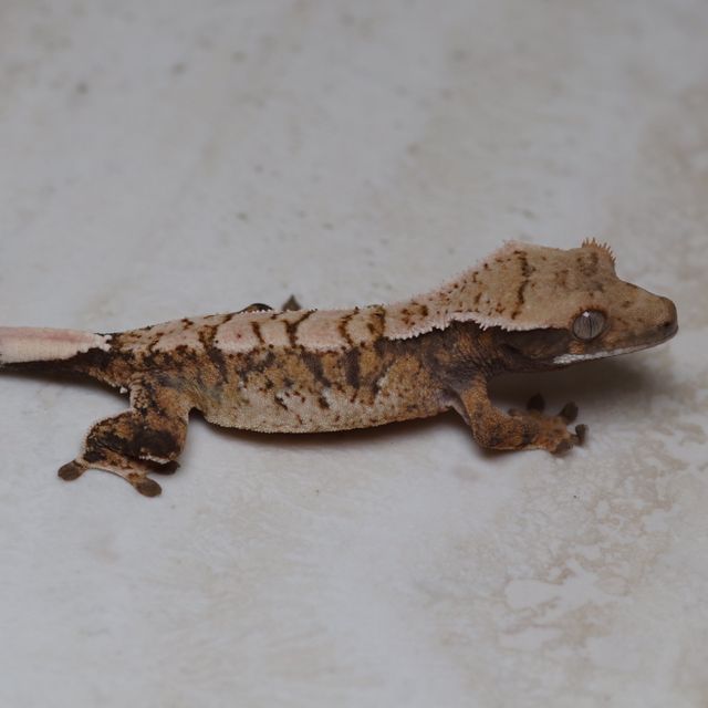 트라이