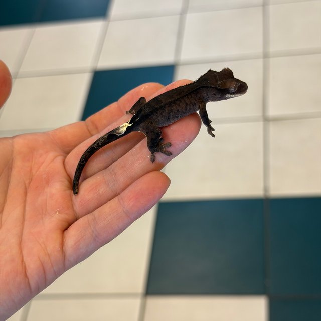 Charcoal Phantom Cappuccino