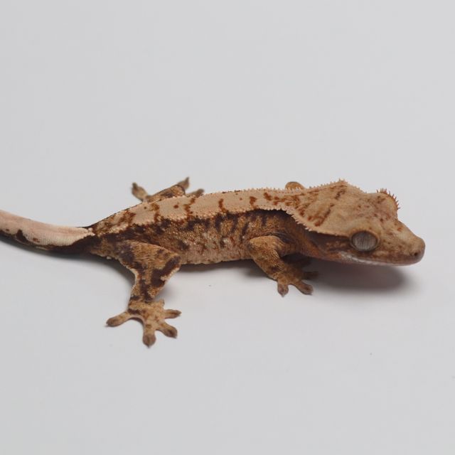 트라이