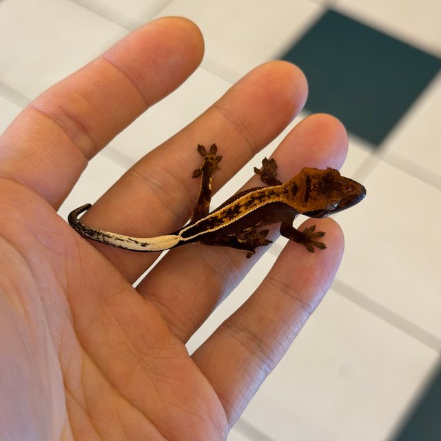 100%헷아잔틱 엠티백