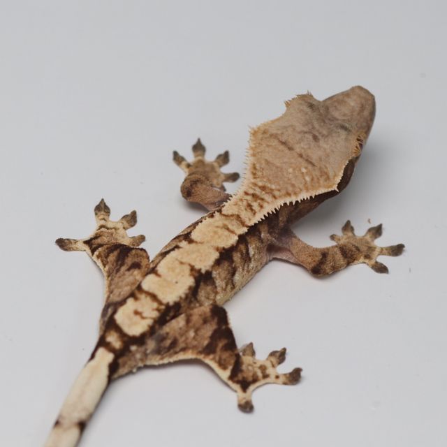 트라이