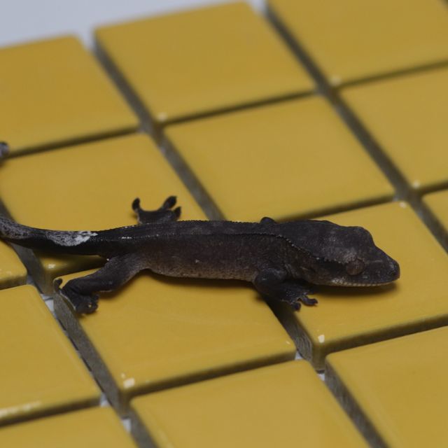 아잔틱
