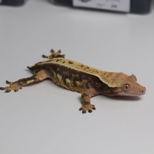 트라이