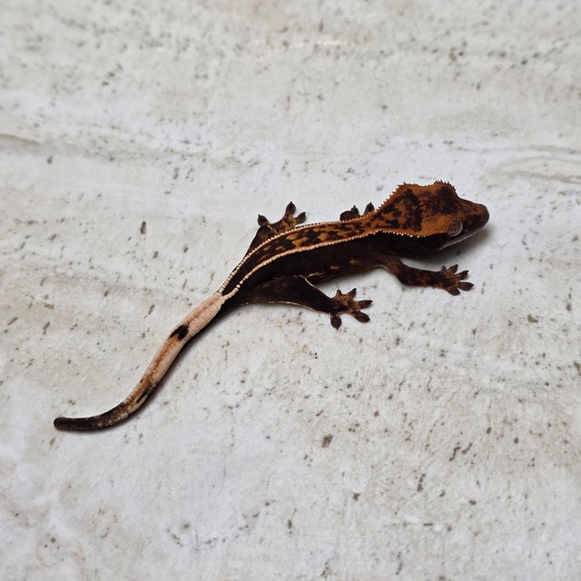 Empty Back 100% Het Axanthic
